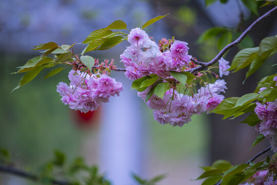 樱花