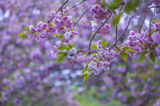 樱花