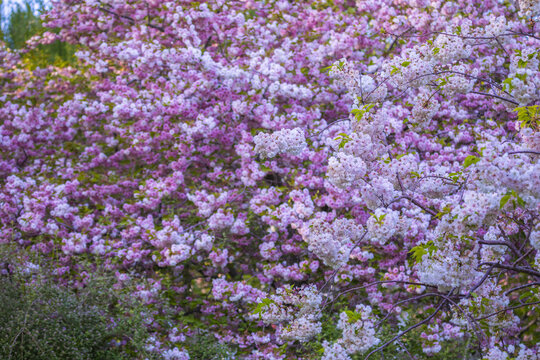 樱花