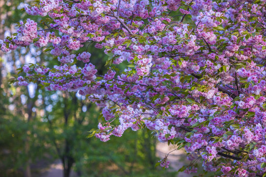 樱花