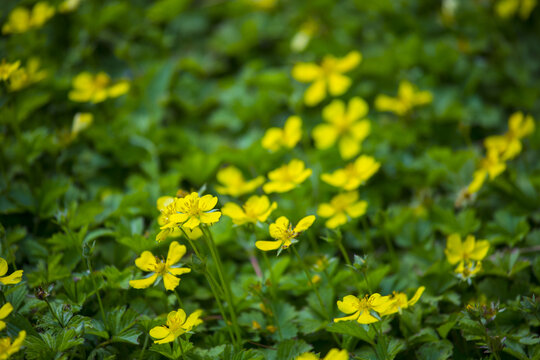 小黄花