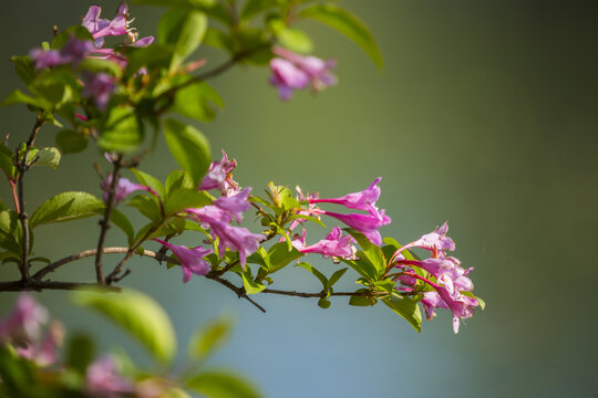 锦带花