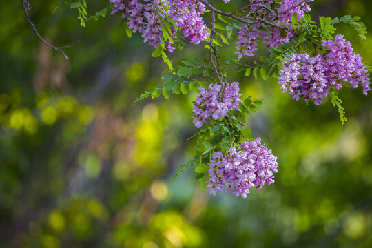 槐花