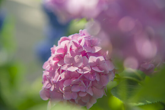 粉色绣球花特写