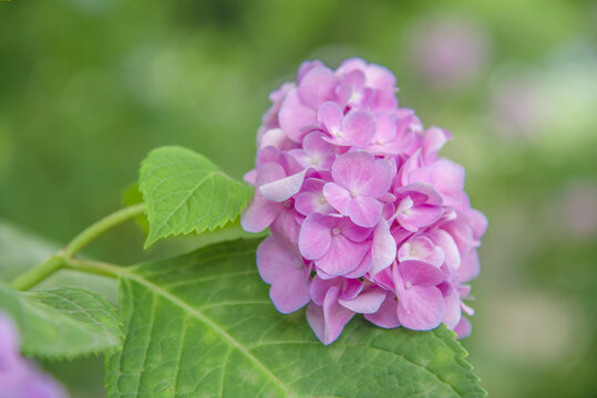 绣球花特写