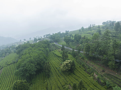 云雾茶山