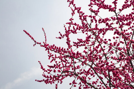 梅花枝头