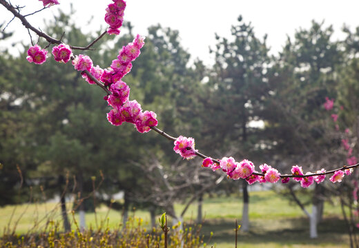 花枝