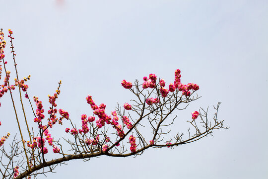 花枝