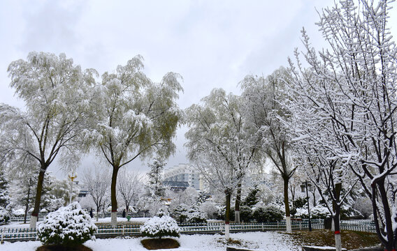 公园雪景