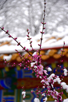 梅花雪