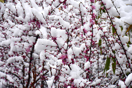 梅花雪