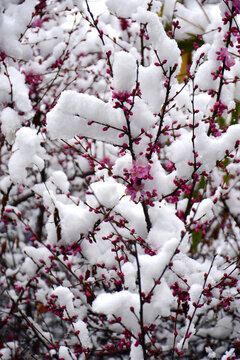 梅花雪