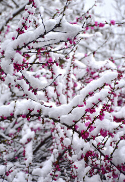 梅花雪