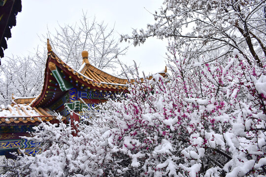 梅花雪