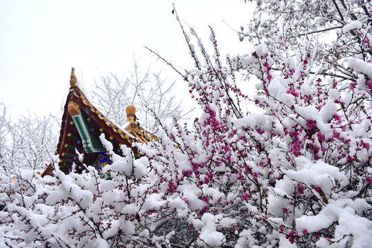 梅花雪