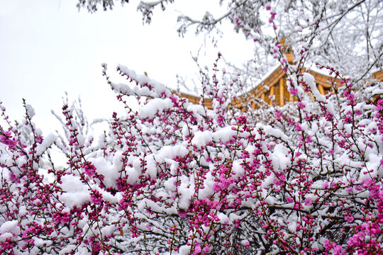 梅花雪