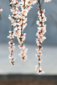 山桃花开