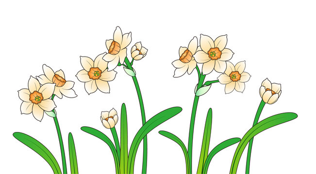 植物水仙花矢量插画白背景