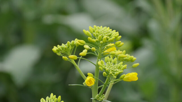 立春时节油菜花开