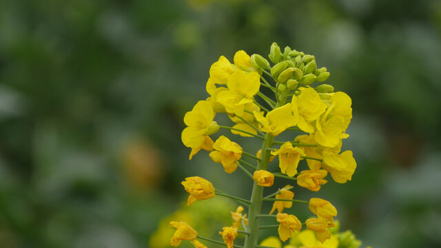 立春时节油菜花开