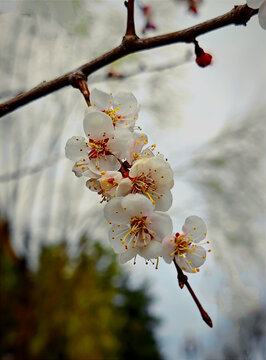 梅花枝头