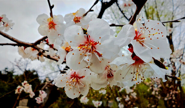 梅花满枝