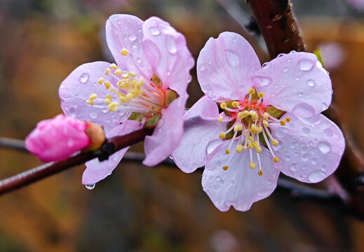 雨后梅花