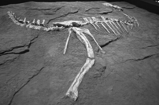 恐龙骨架标本化石