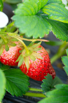 草莓采摘园