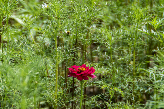 格桑花