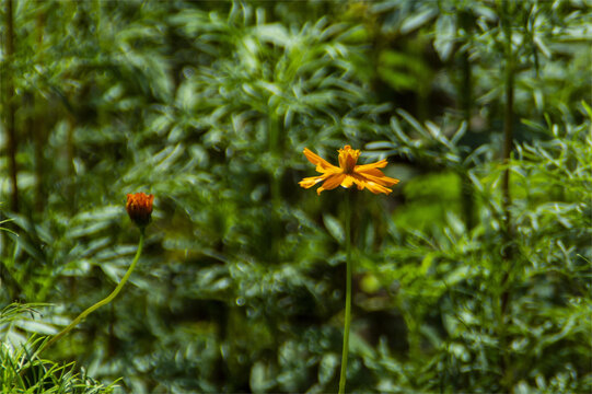 格桑花