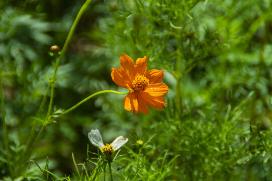 格桑花