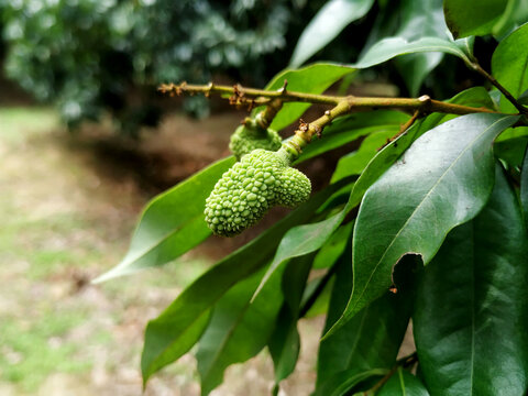 未成熟的小荔枝