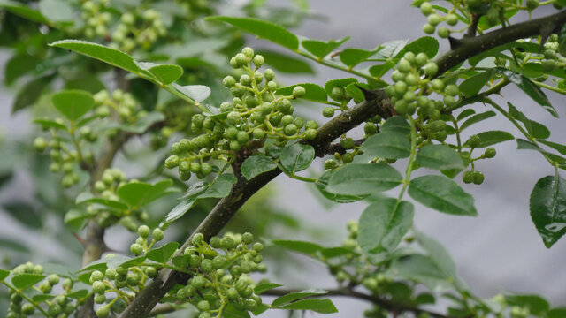 树枝上的青花椒