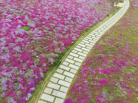 山东济南福禄考芝樱花海航拍