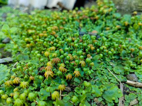 地钱苔藓