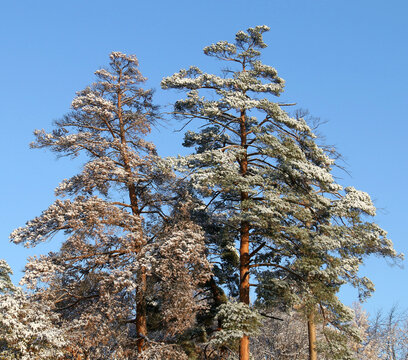 风雪长白松