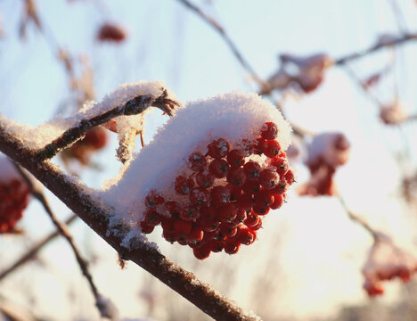 雪色红果