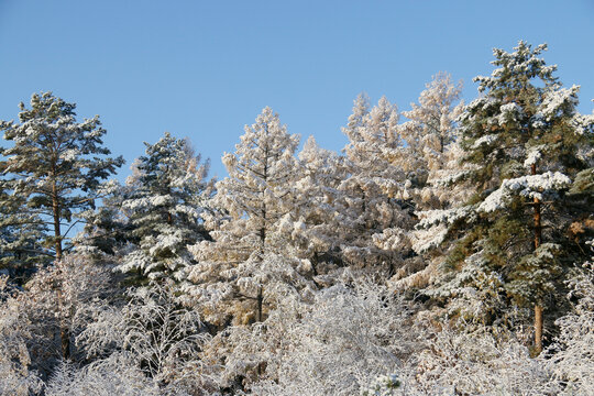 雪色苍松