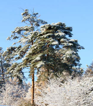 暴雪苍松