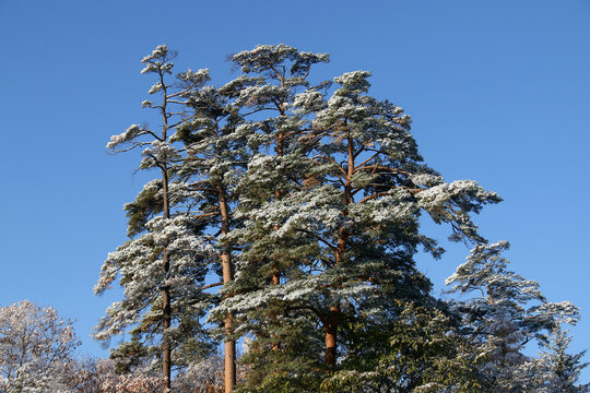 风雪苍松