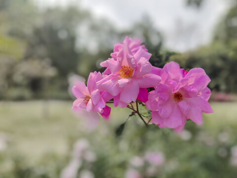 花卉