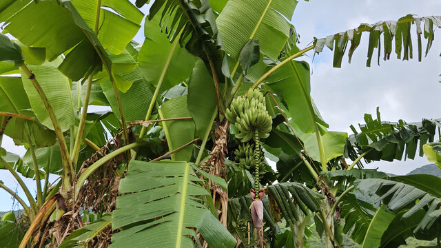 香蕉结果