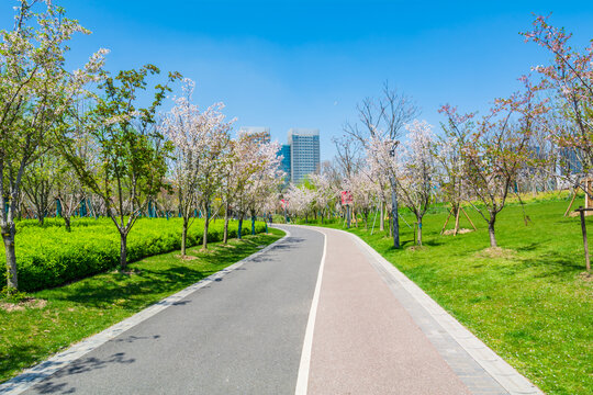 春天樱花步道