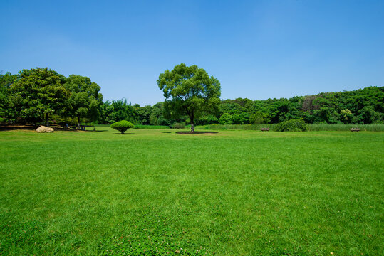 绿草地