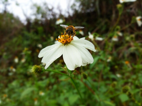 蜜蜂在花上采蜜