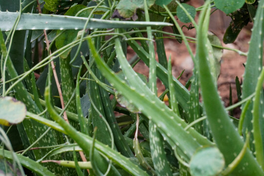 健康绿色绿植多肉芦荟