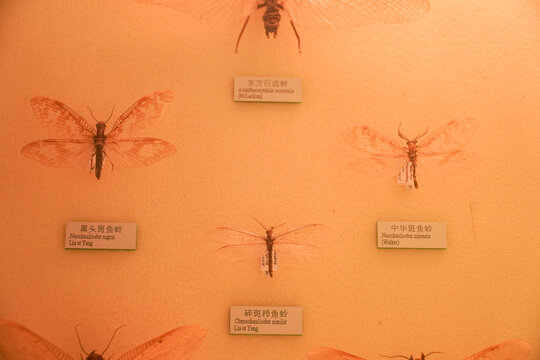 节肢动物昆虫标本