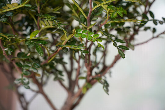 绿色植物绿植装饰家居绿叶